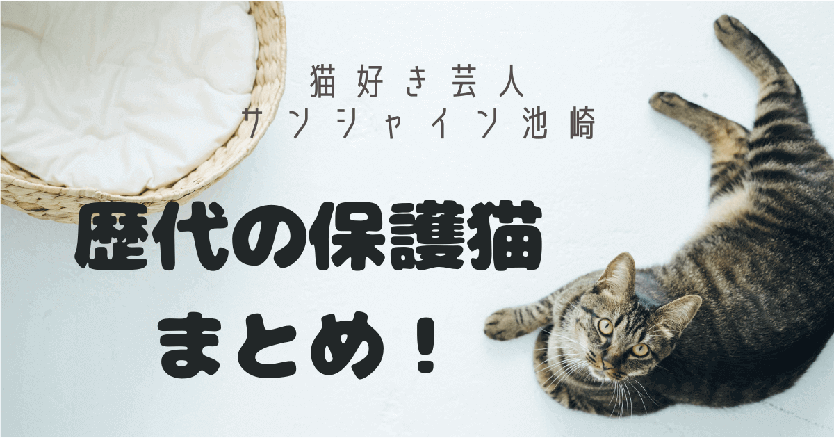 【猫好き必見】サンシャイン池崎の歴代5匹の保護猫まとめ！