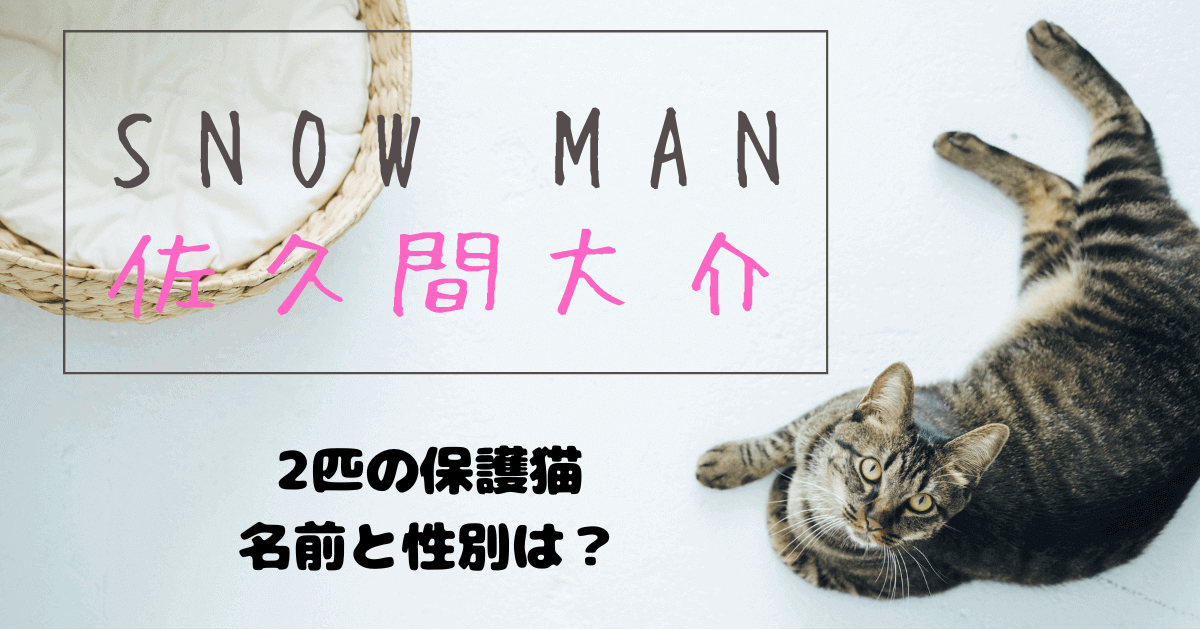 Snow Man佐久間大介が飼う保護猫の名前と性別は？